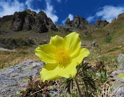 Laghi di Ponteranica dai Piani dell’Avaro con splendide fioriture – 1giu26  - FOTOGALLERY